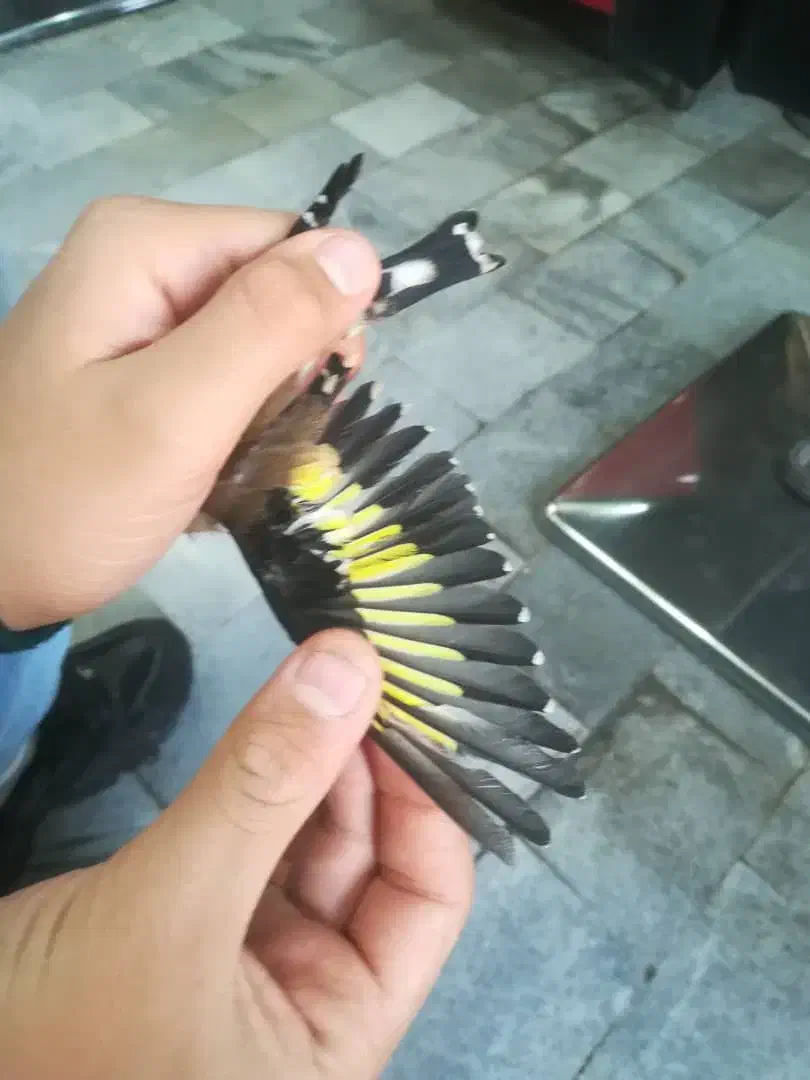 سهره|پرنده|ورامین, ورامین|دیوار