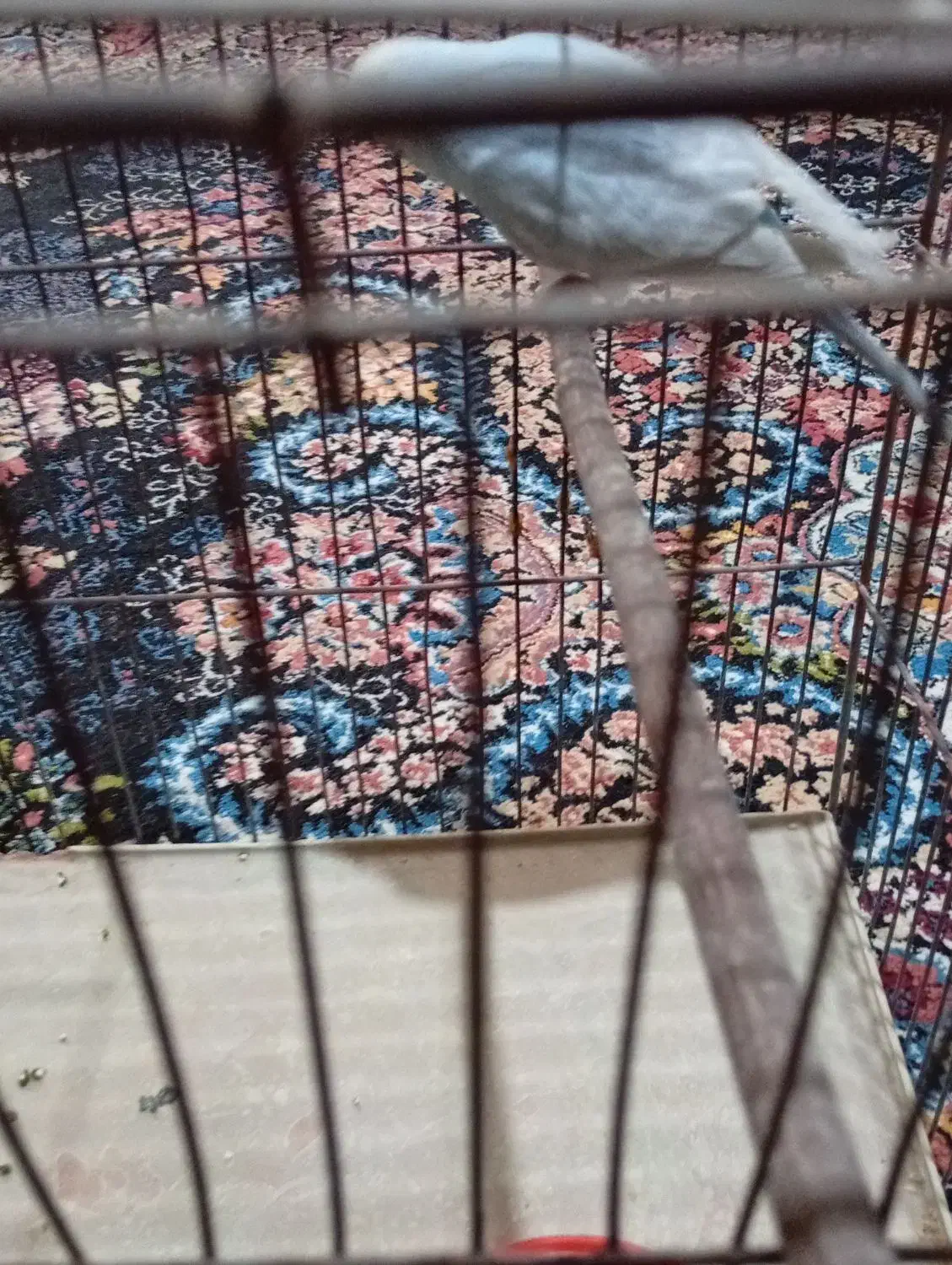 مرغ ماده|پرنده|ایلام, |دیوار