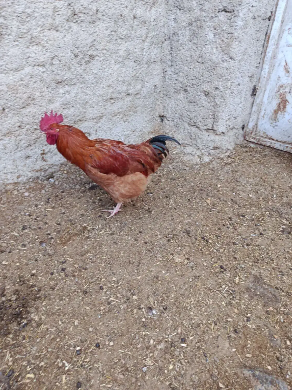 خروس جوان|حیوانات مزرعه|درگزین, |دیوار