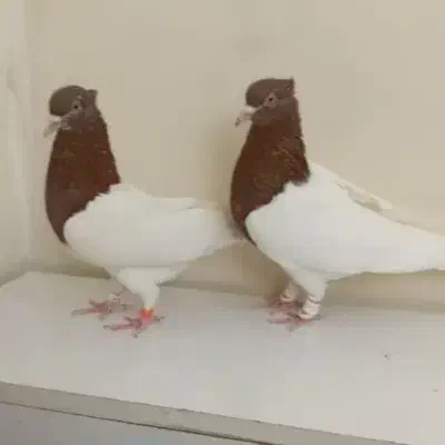 جوجه کفتر باخت خورده|حیوانات|نیشابور, باغ نو|دیوار