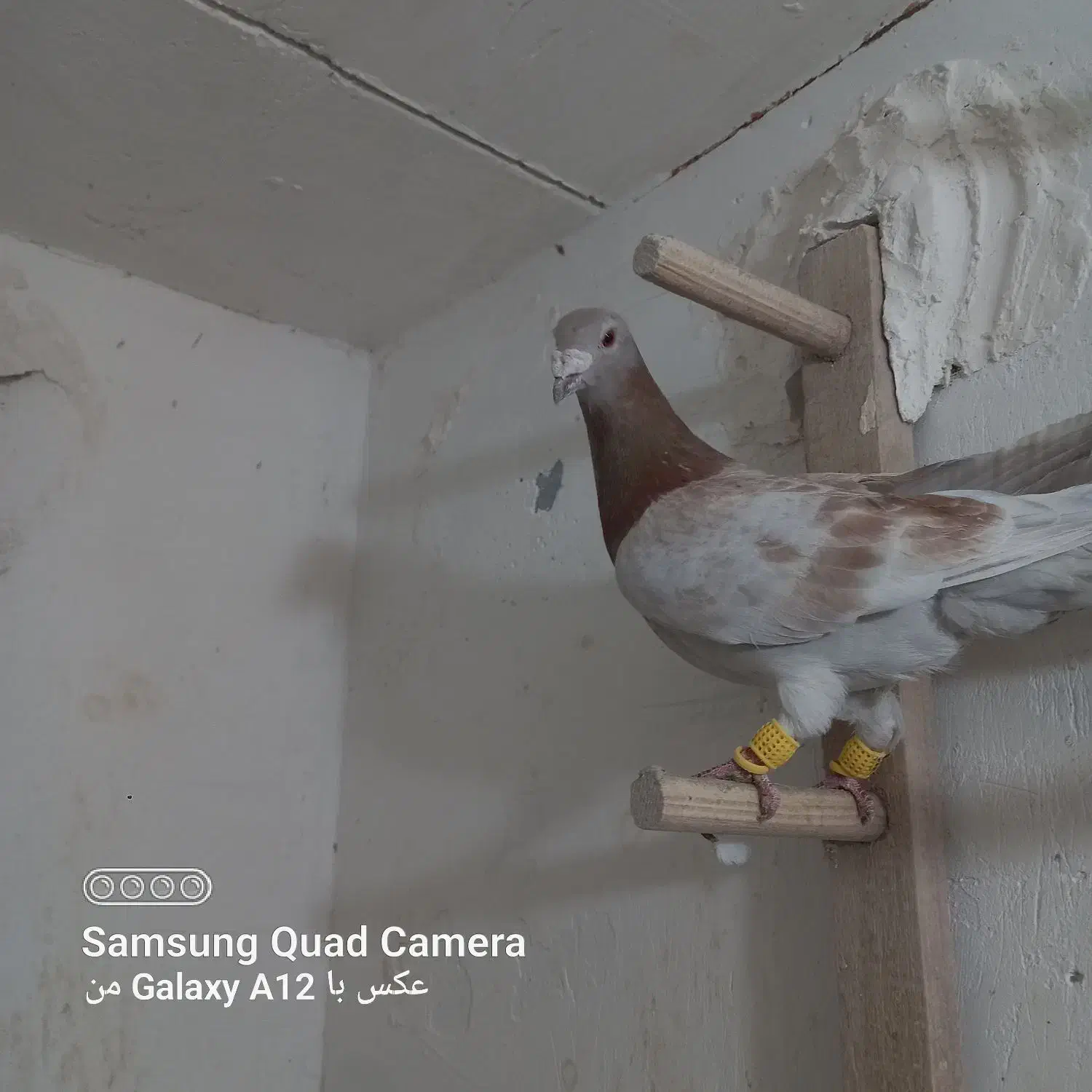 کبوتر پرشی و جفتگاه عطیقه|پرنده|اسفراین, |دیوار