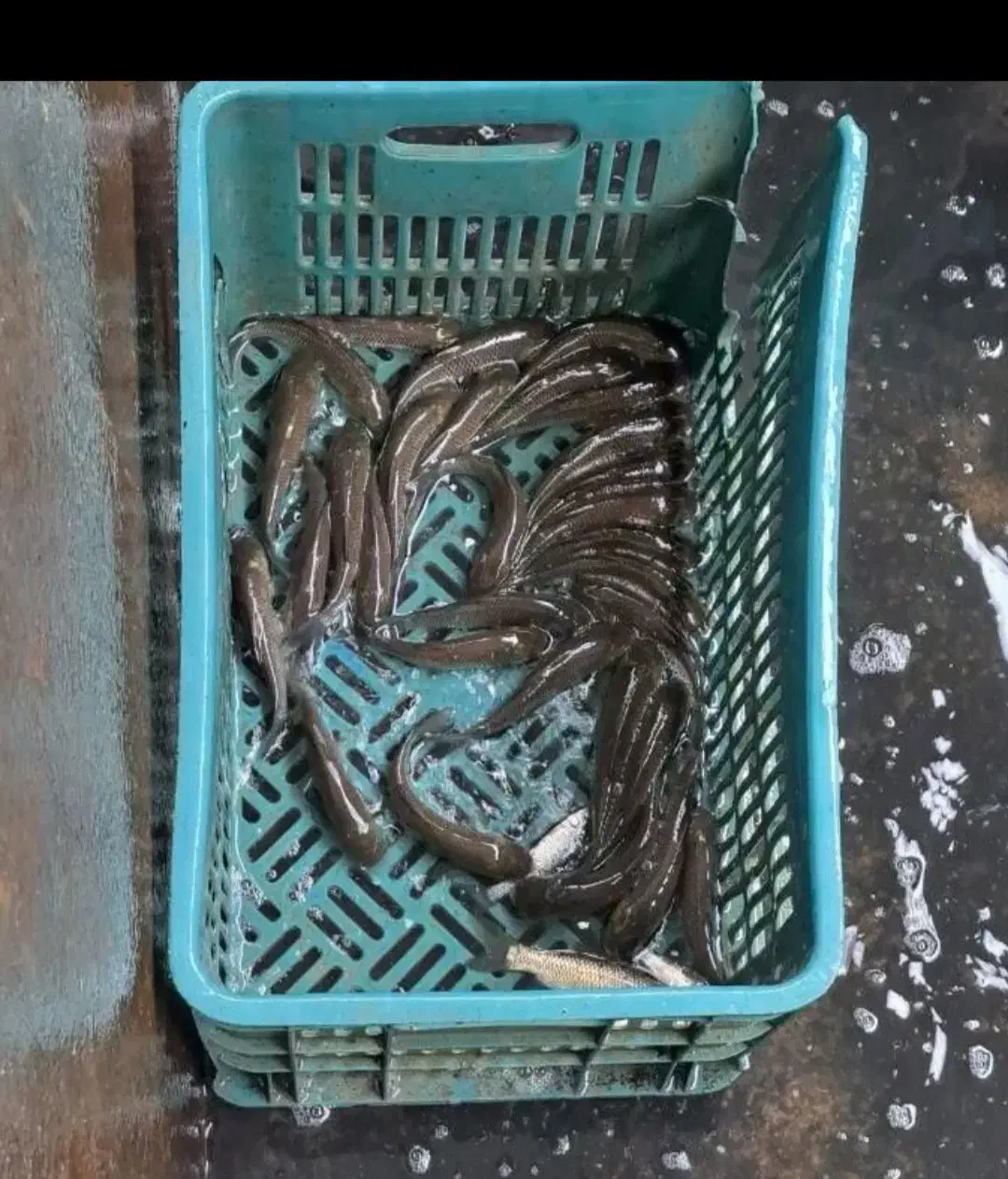 بچه ماهی آمور و کپور وفیتیفاک|ماهی|گرگان, |دیوار