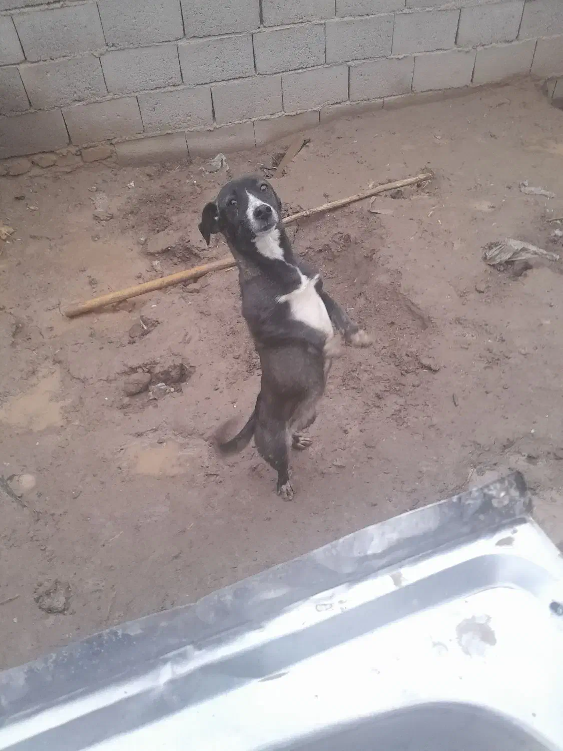 حیوان|سگ|تربت جام, میان جام|دیوار