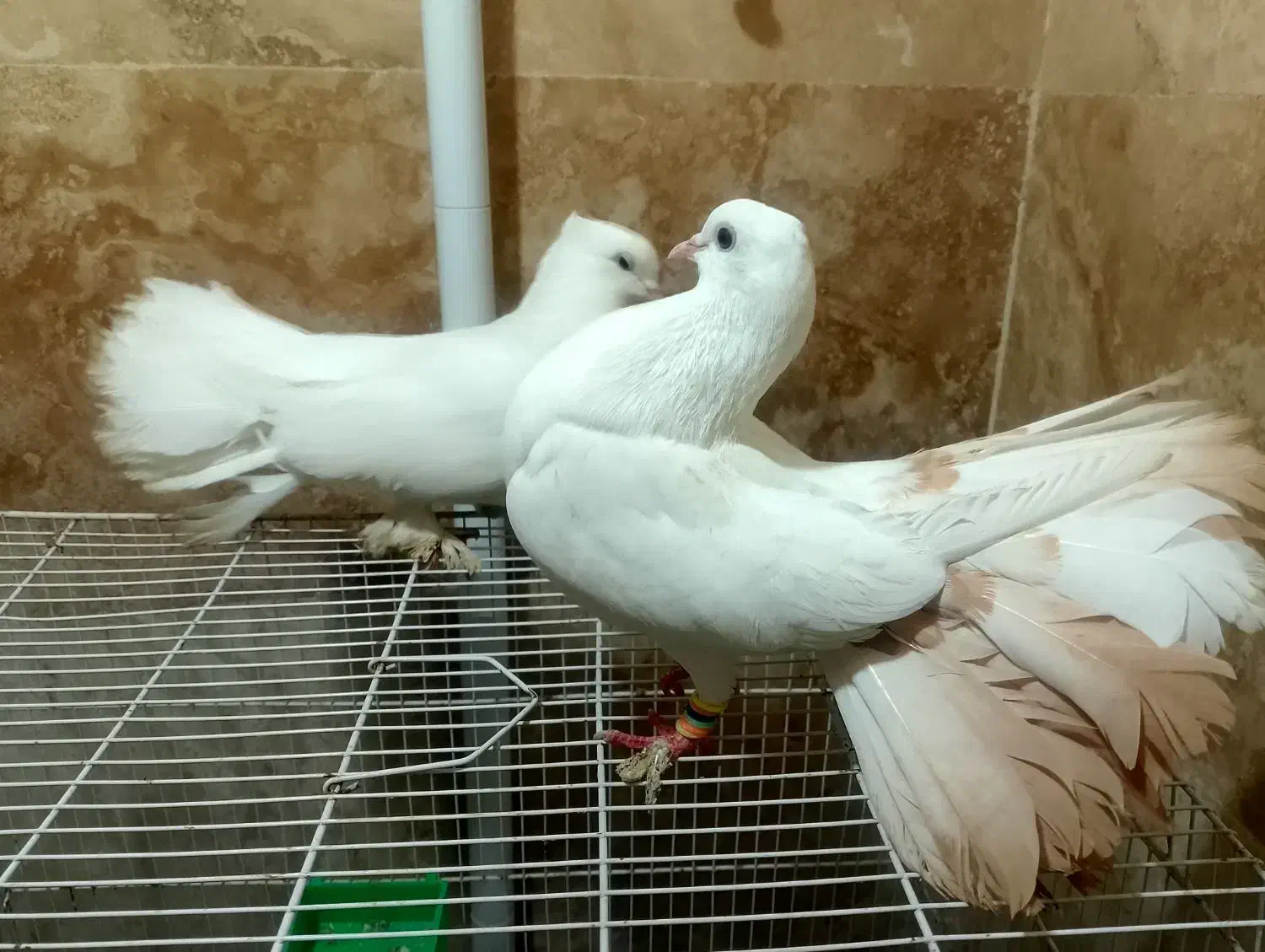 یک جفت کفتر دم چتری|پرنده|مشهد, بلال|دیوار