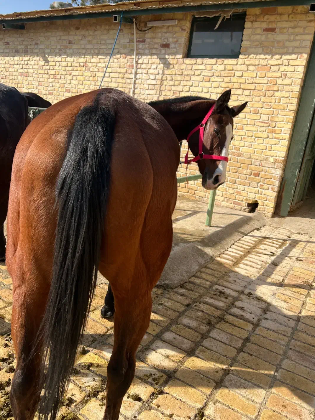 مادیان دوخون|اسب و تجهیزات اسبسواری|برخوار, |دیوار