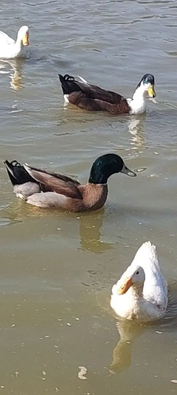 اردک|حیوانات مزرعه|کوچصفهان, |دیوار