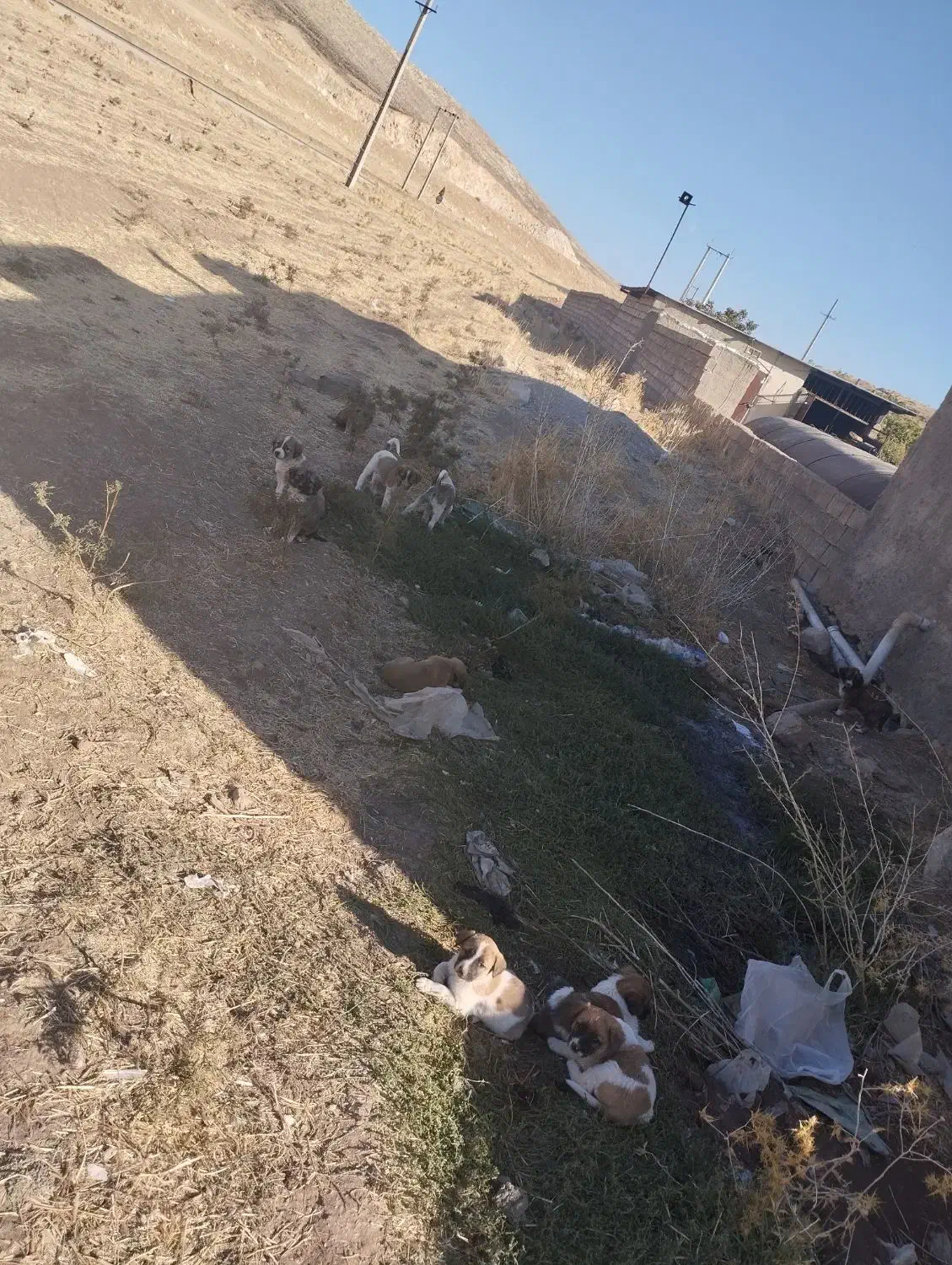 حیوانات|سگ|درب گنبد, |دیوار