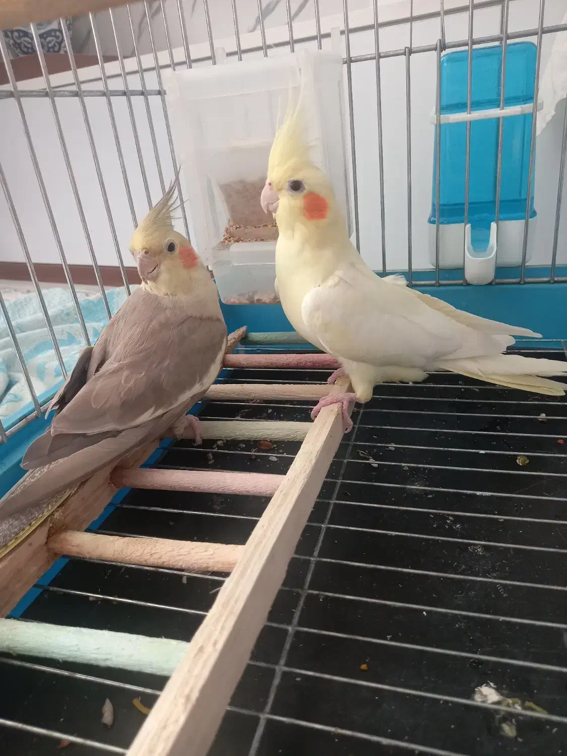 عروس هلندی|پرنده|تهران, پیکان شهر|دیوار