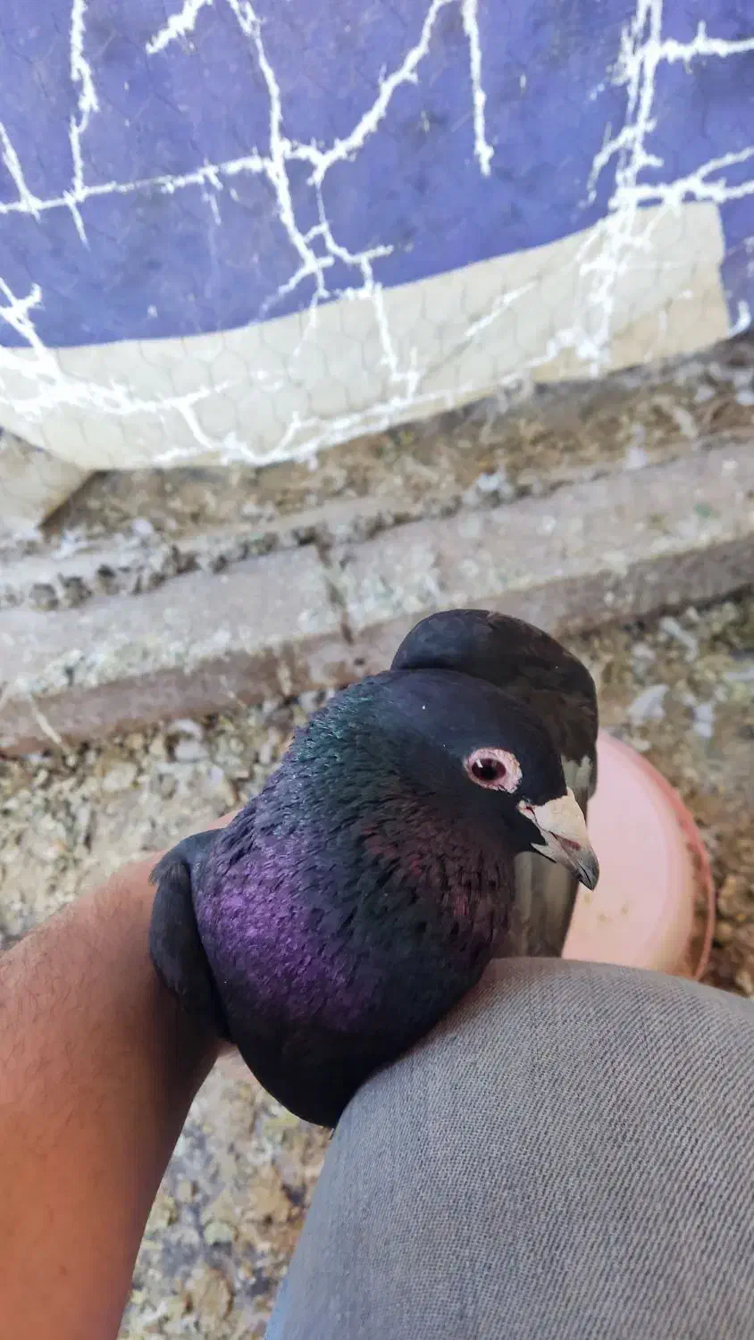 زاغ نر کرمونی|پرنده|نیشابور, تختی|دیوار