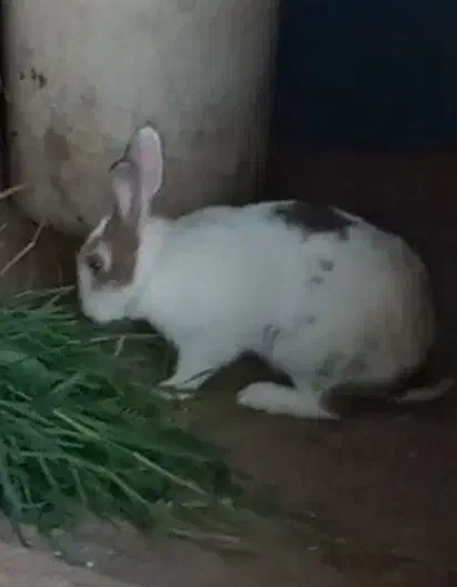 خرگوش|موش و خرگوش|بابل, |دیوار