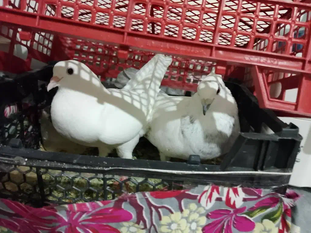 کبوتر تهرانی|پرنده|زاهدان, |دیوار