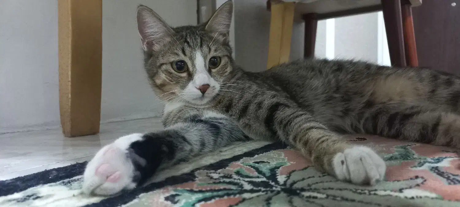 واگذاری گربه dsh|گربه|تهران, کیانشهر|دیوار