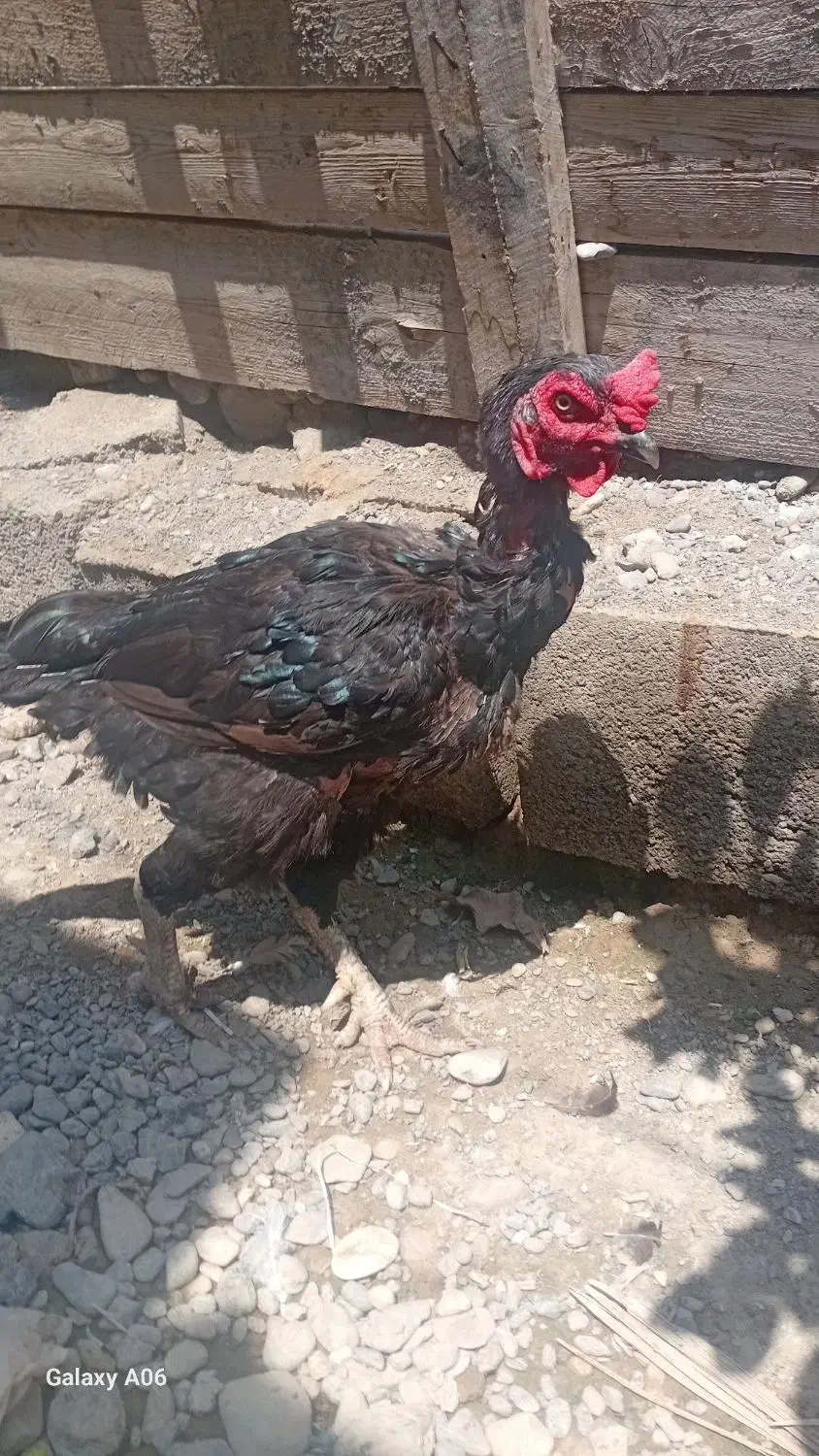 خروس سیاه پرمرغی|حیوانات مزرعه|تخت, |دیوار