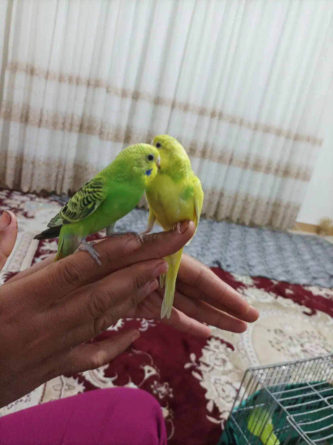 مرغ عشق سالم دستی نروماده|پرنده|محمدشهر, محمدشهر|دیوار