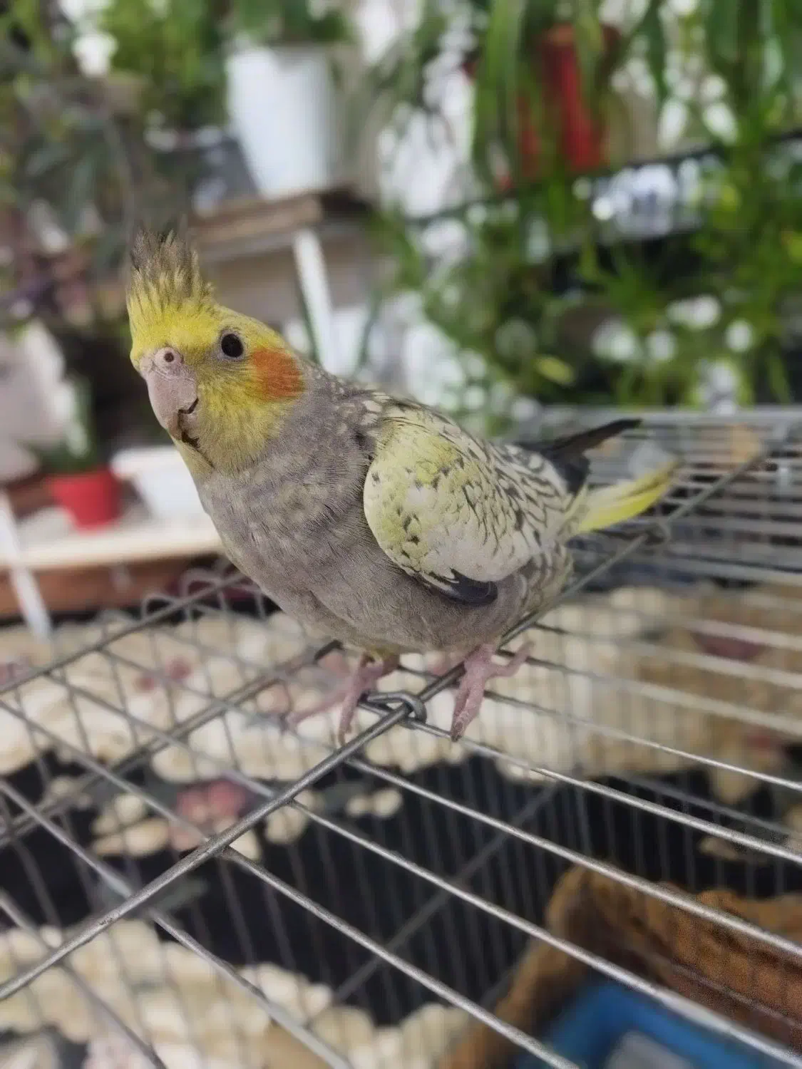 عروس هلندی|پرنده|بروجرد, |دیوار