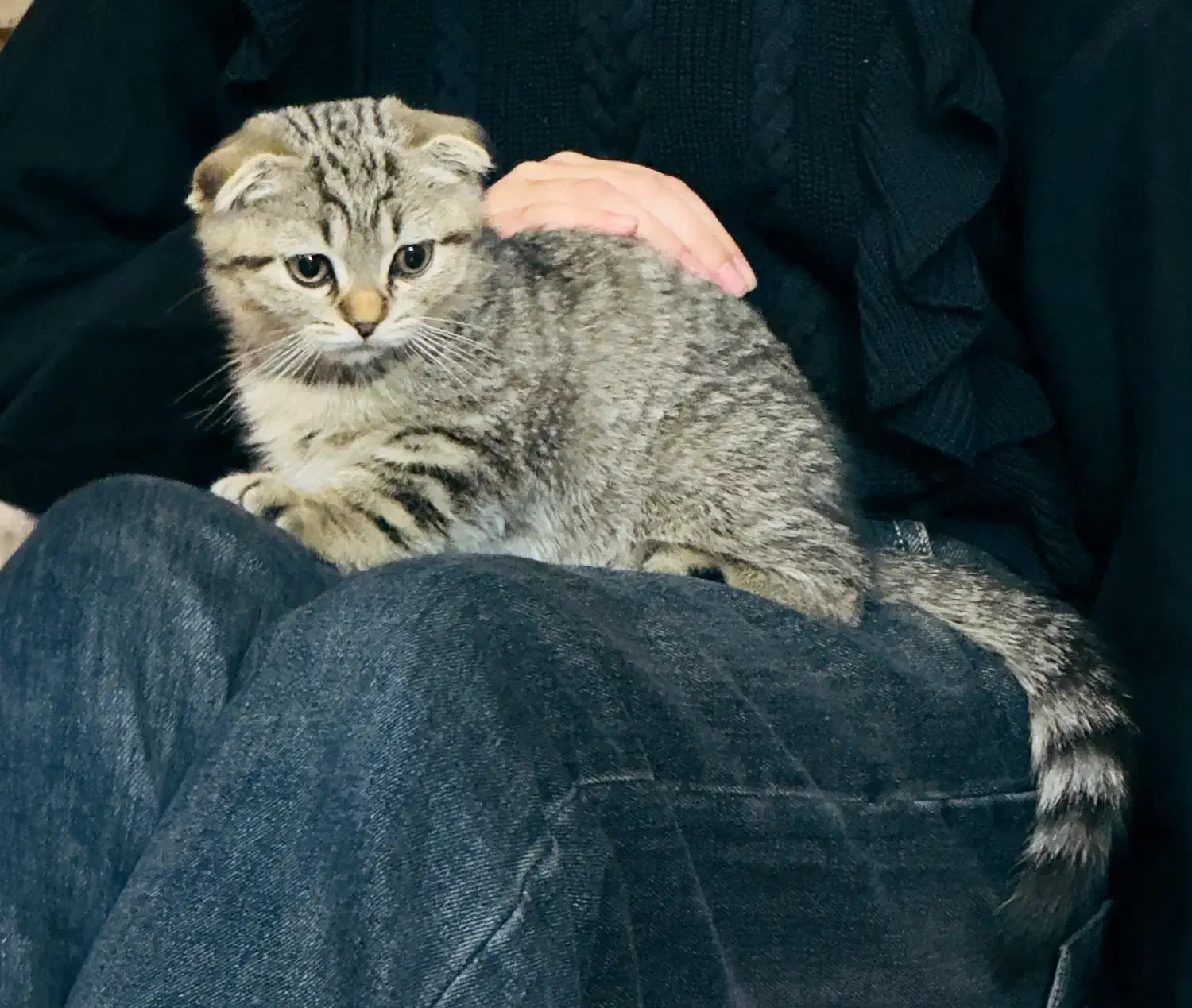 گربه اسکاتیش فولد|گربه|بابل, |دیوار