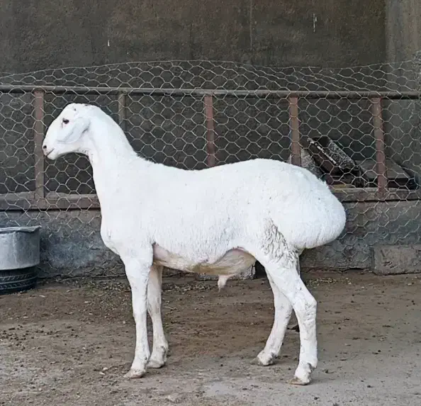 بره نر وماده چینی قندوزی اصیل مخصوص داشت فلکه شهرک|حیوانات مزرعه|تربت جام, شاهد|دیوار