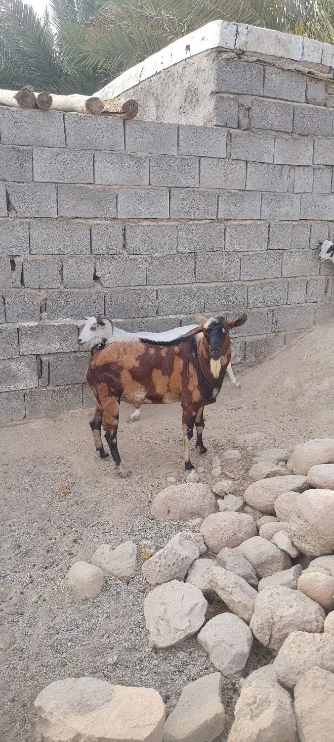 نر بز نژاد بچی|حیوانات مزرعه|فین, |دیوار