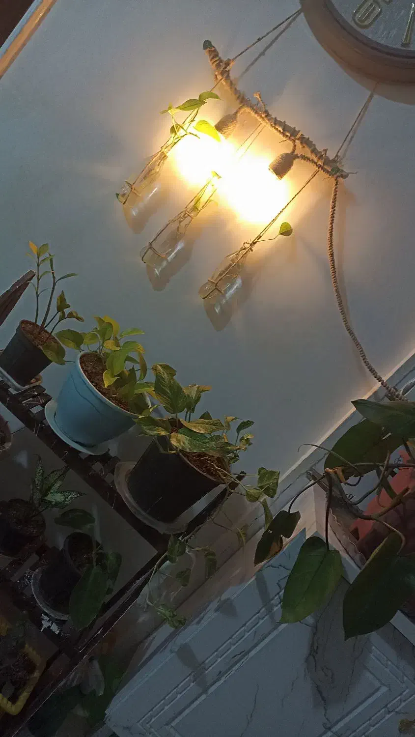 گل و گیاه|گل و گیاه طبیعی|تربت جام, شیخ احمد جامی|دیوار