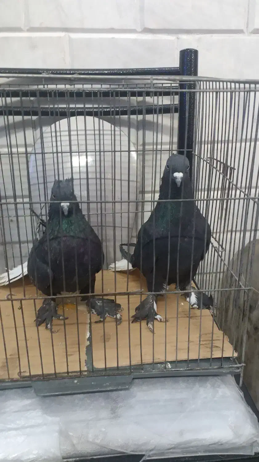 زاغ دم سفید|پرنده|قم, منبع آب|دیوار