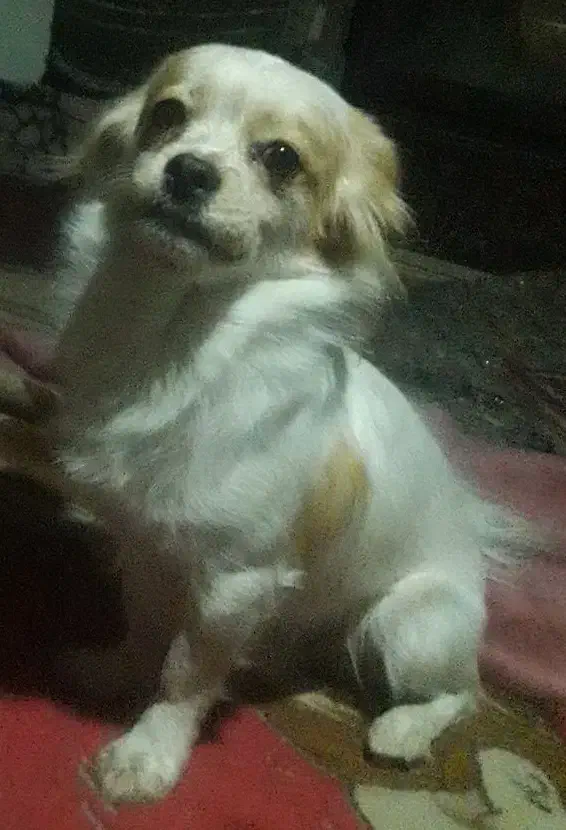 واگزاری سگ|سگ|شاهین‌شهر, عطار|دیوار