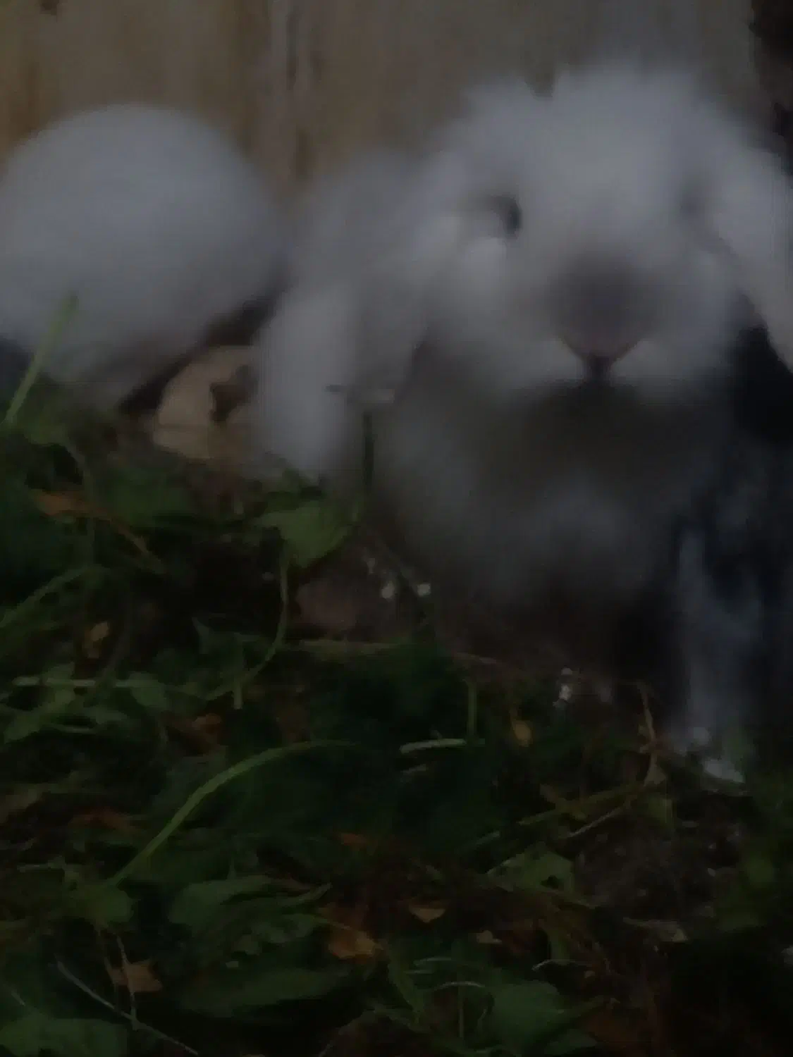 بچه خرگوشهای لوپ بازیگوش|موش و خرگوش|یزد, |دیوار