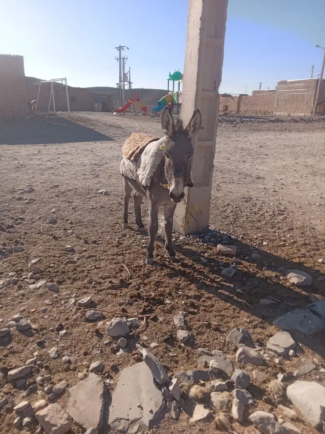 خر رمه ای|حیوانات مزرعه|درمیان, |دیوار