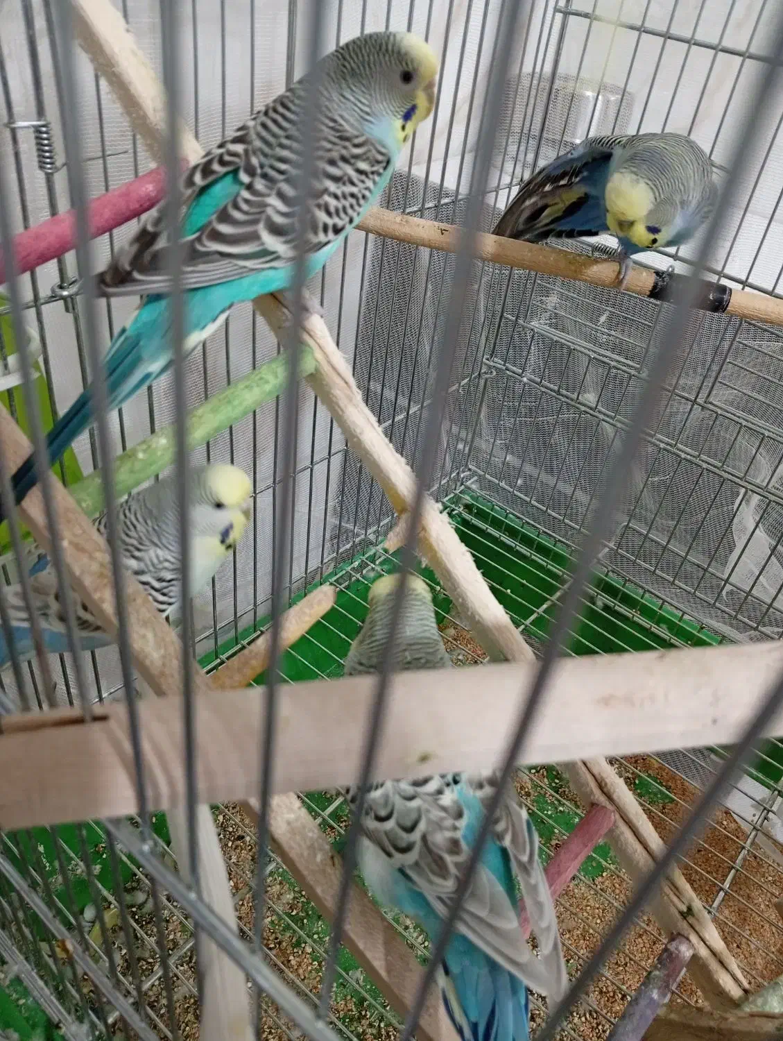 مرغ عشق|پرنده|برخوار, |دیوار