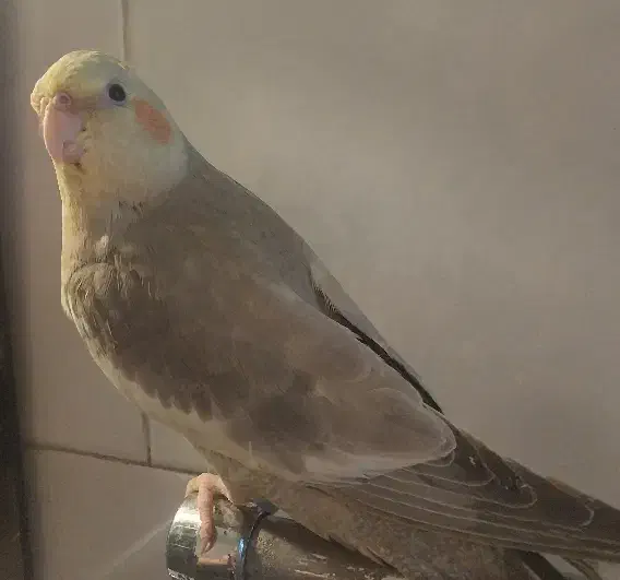 عروس هلندی|پرنده|حمیدیا, |دیوار