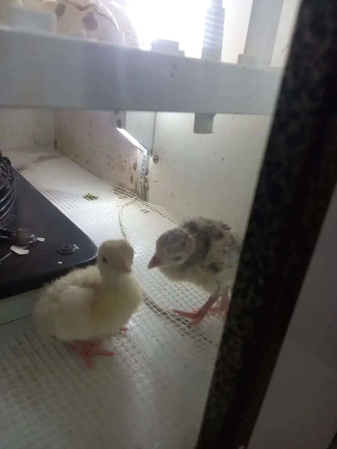 جوجه بوقلمون|حیوانات مزرعه|مشهد, رده|دیوار