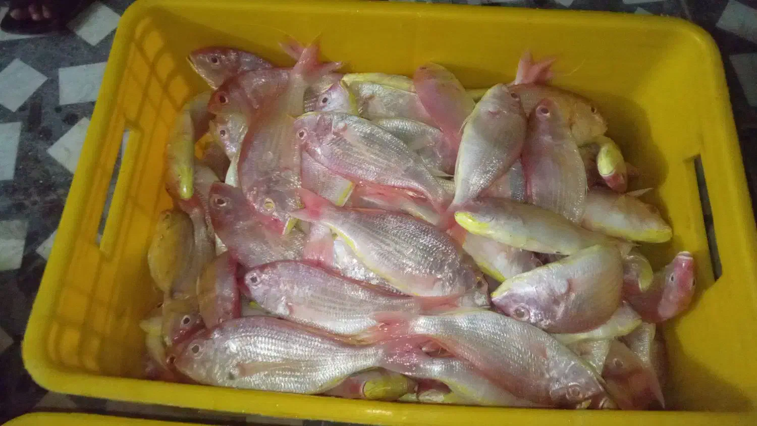 ماهی سرخوسلطان ابراهیم|ماهی|آبادان, |دیوار