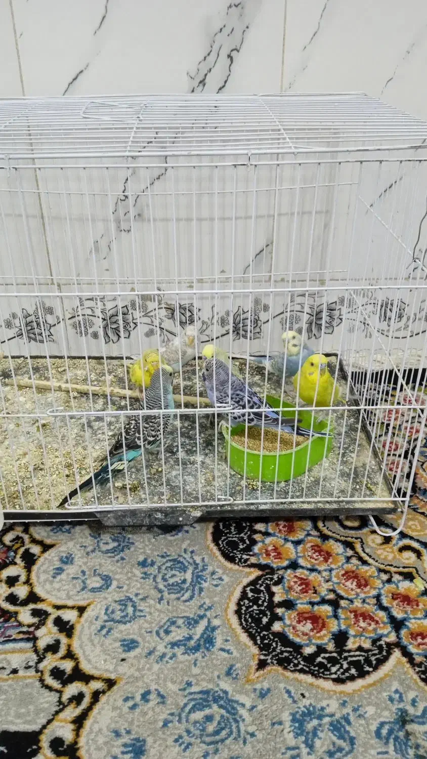 مرغ عشق|پرنده|تربت‌حیدریه, حاجی یار‎|دیوار