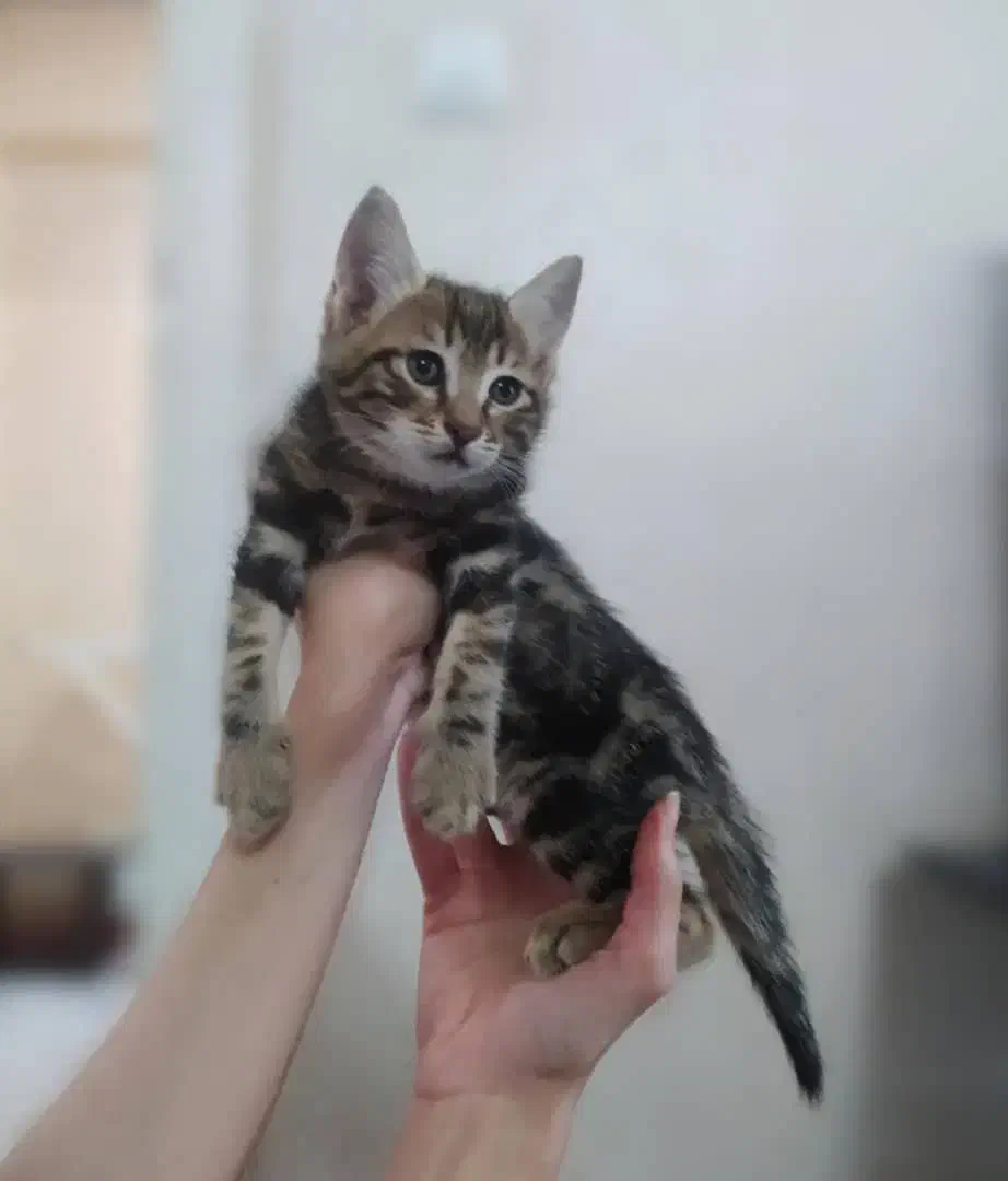 واگذاری فوری|گربه|تهران, آشتیانی|دیوار