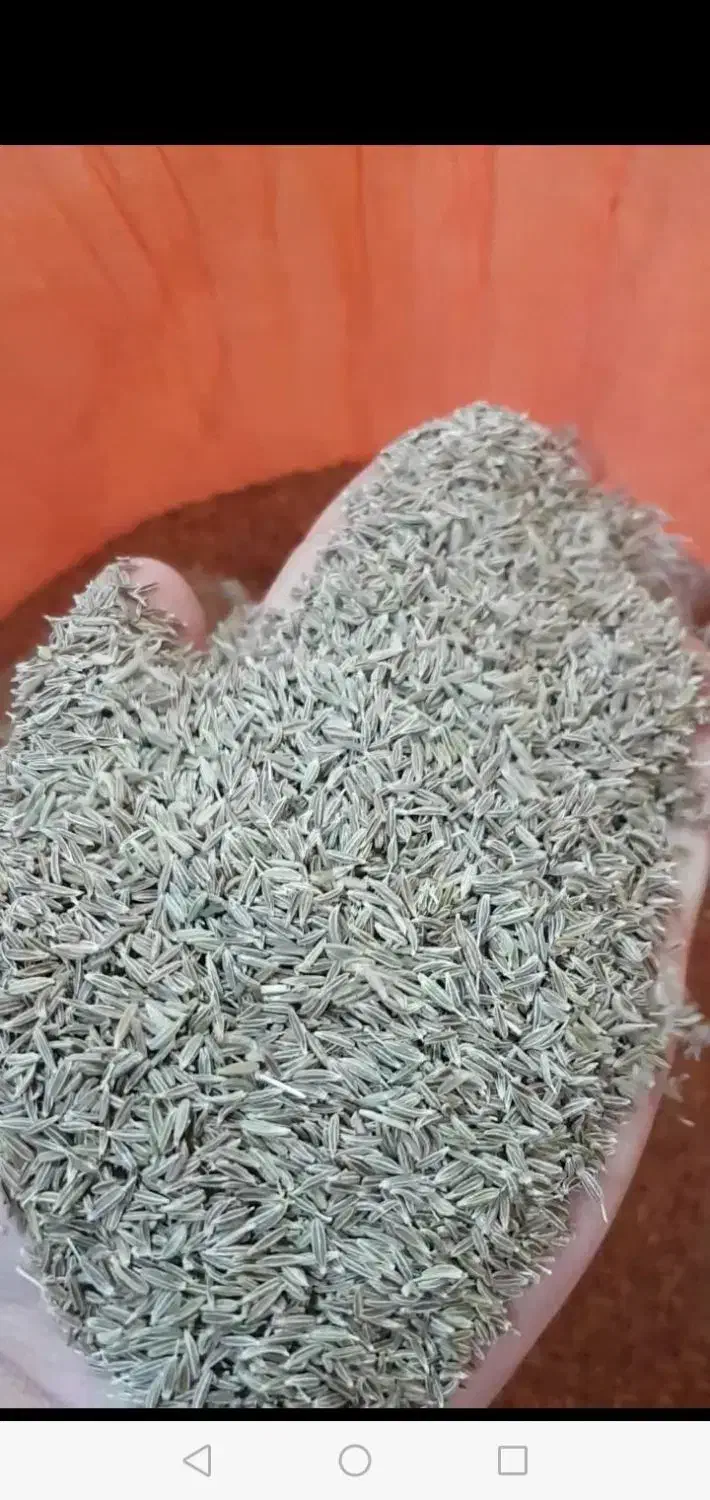 زیره سبز|عمده‌فروشی|فیروزآباد (فارس), |دیوار