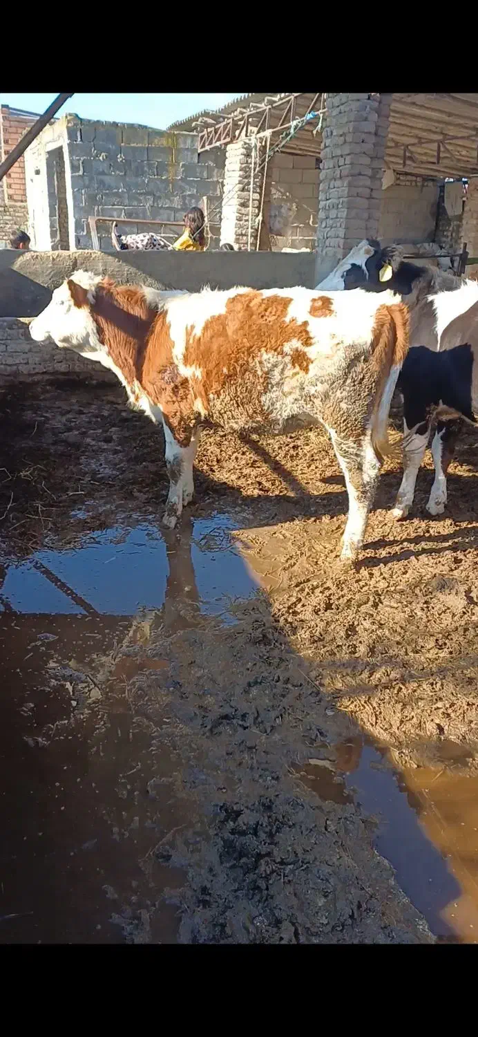 ۳ راس تلیسه جنس بالا پای کل داشتی گاو گوساله|حیوانات مزرعه|گمیشان, |دیوار