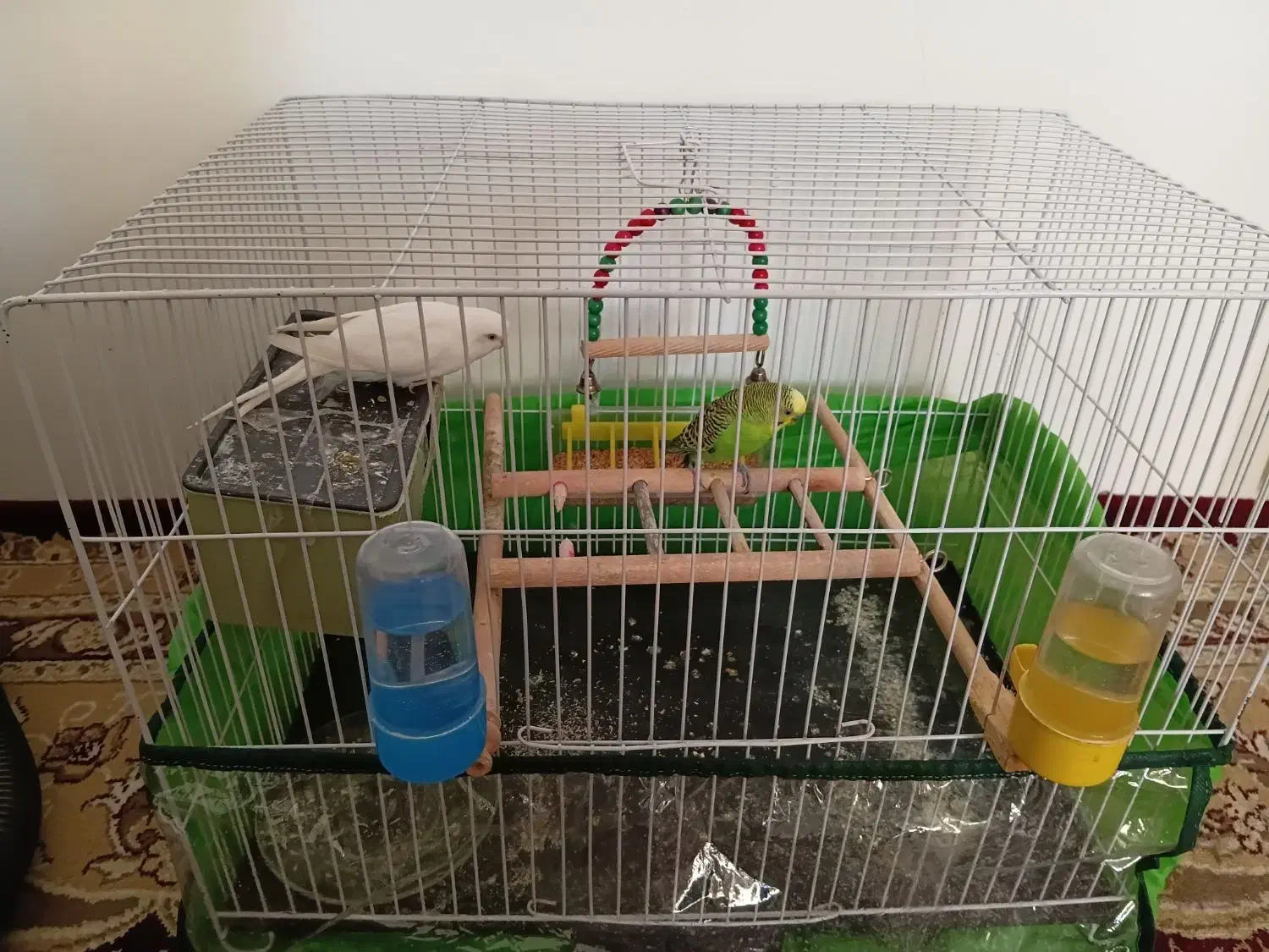 یک جفت مرغ عشق|پرنده|نیشابور, چمبران|دیوار