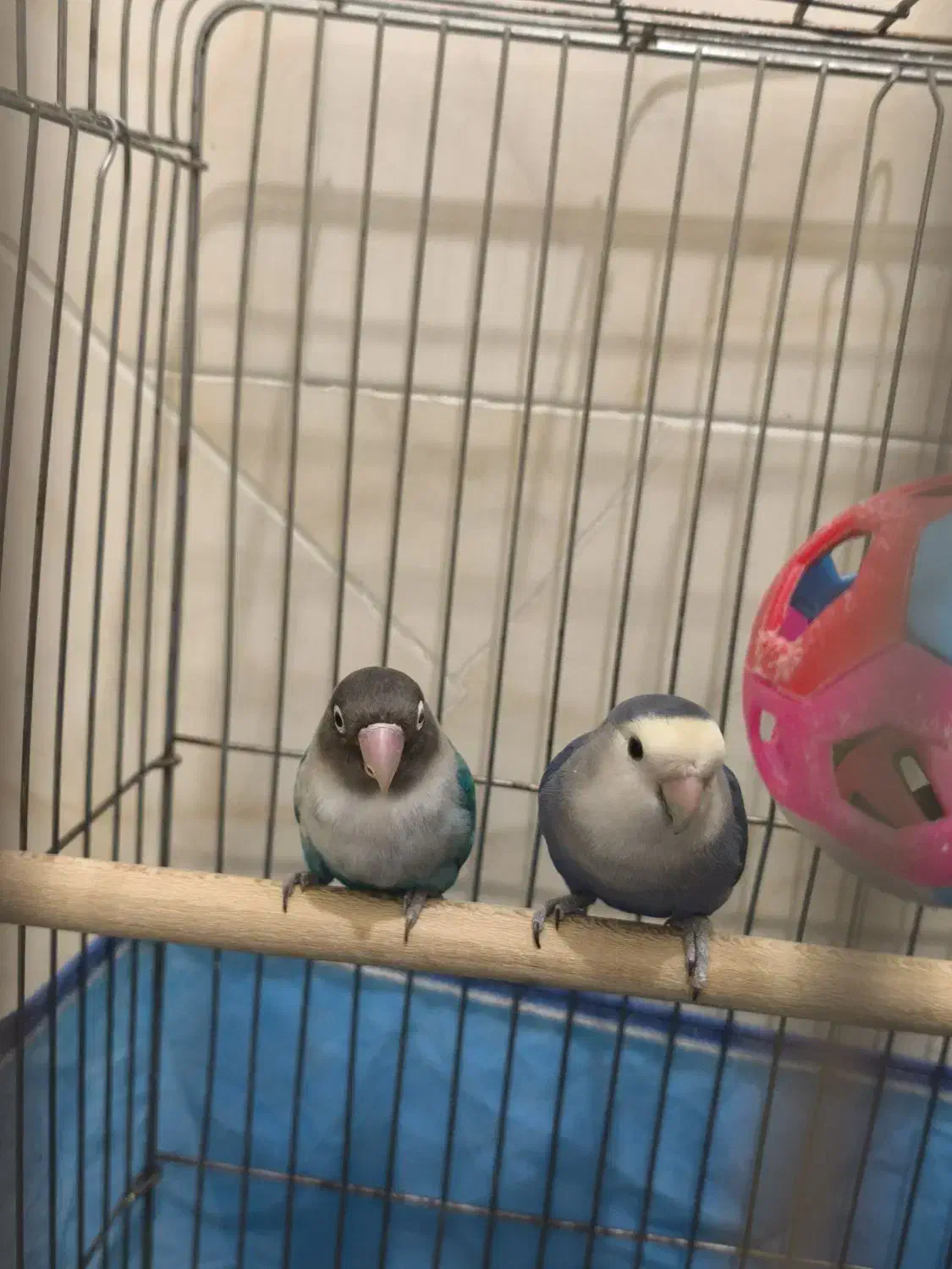 جفت کوتوله کارداده|پرنده|مرودشت, پشت سایپا|دیوار