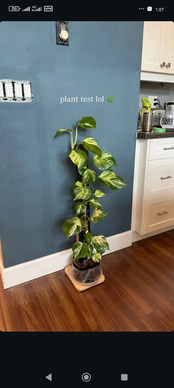 گیاه‌پزشک|گل و گیاه طبیعی|شیروان (خراسان), |دیوار