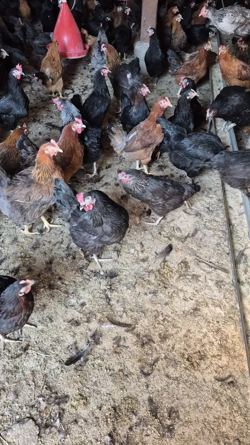 فروش تعداد ۱۰۰ قطعه مرغ ۱۱ ماهه گلپایگانی|حیوانات مزرعه|قنوات, |دیوار