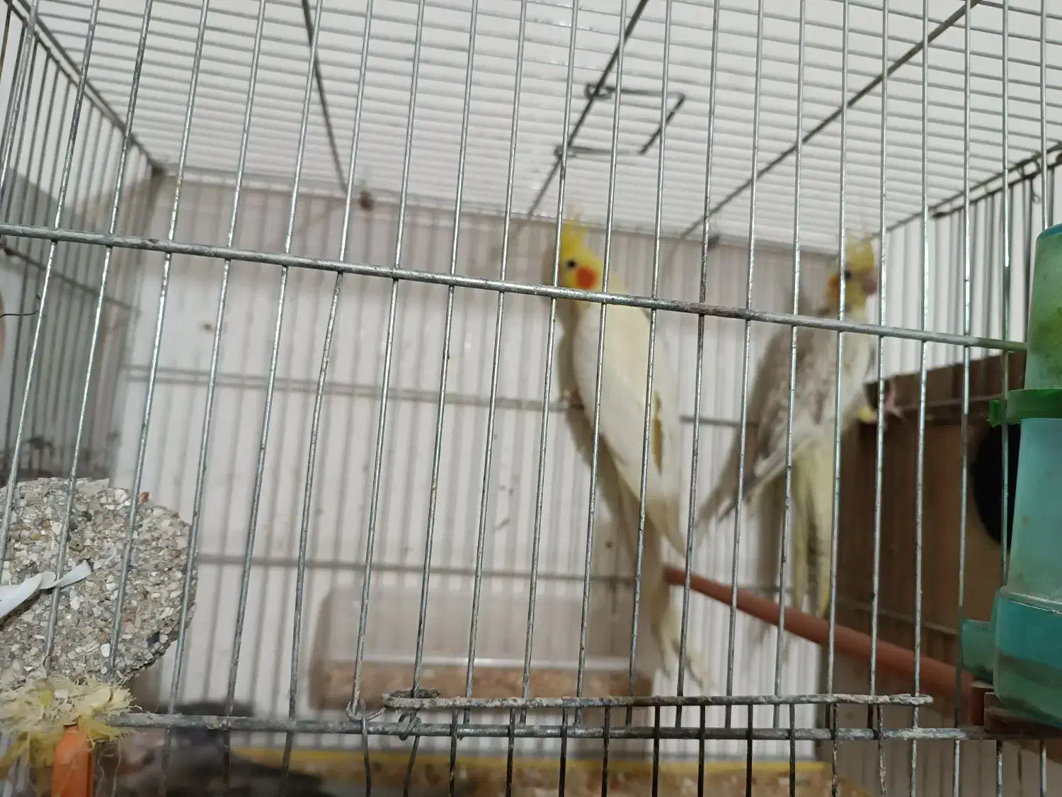 ۲جفت عروس هلندی روی تخم|پرنده|اردبیل, |دیوار