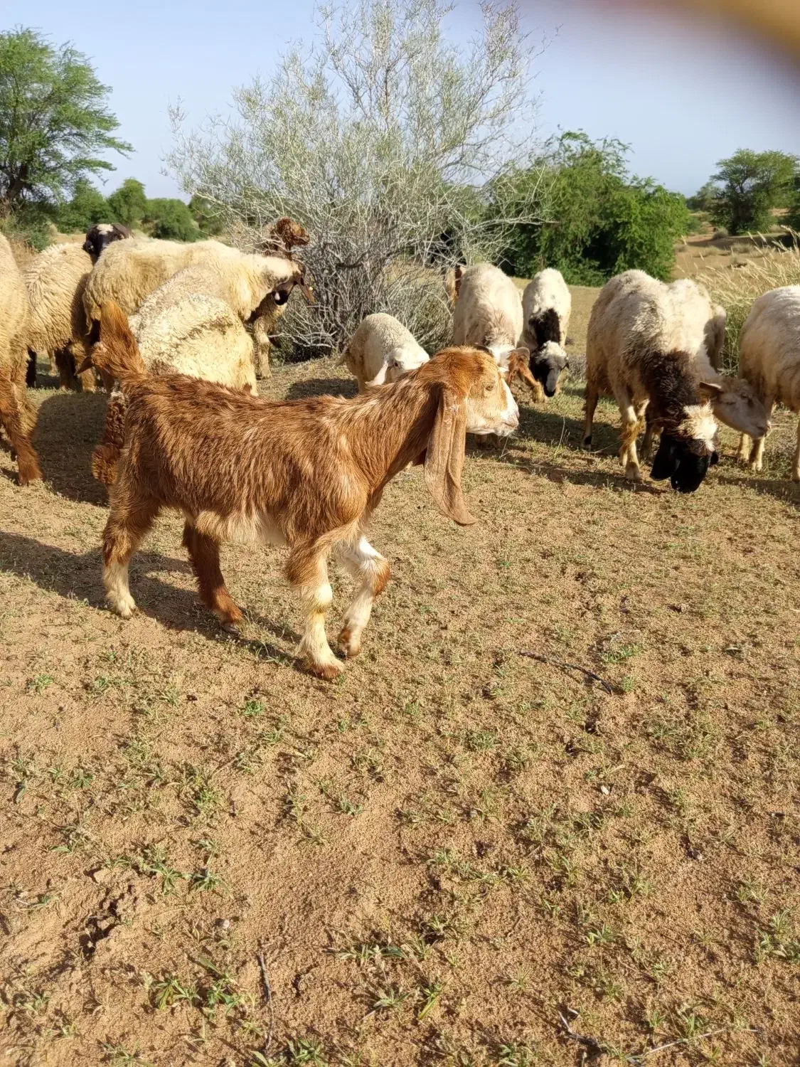 بز.|حیوانات مزرعه|حمیدیه, |دیوار