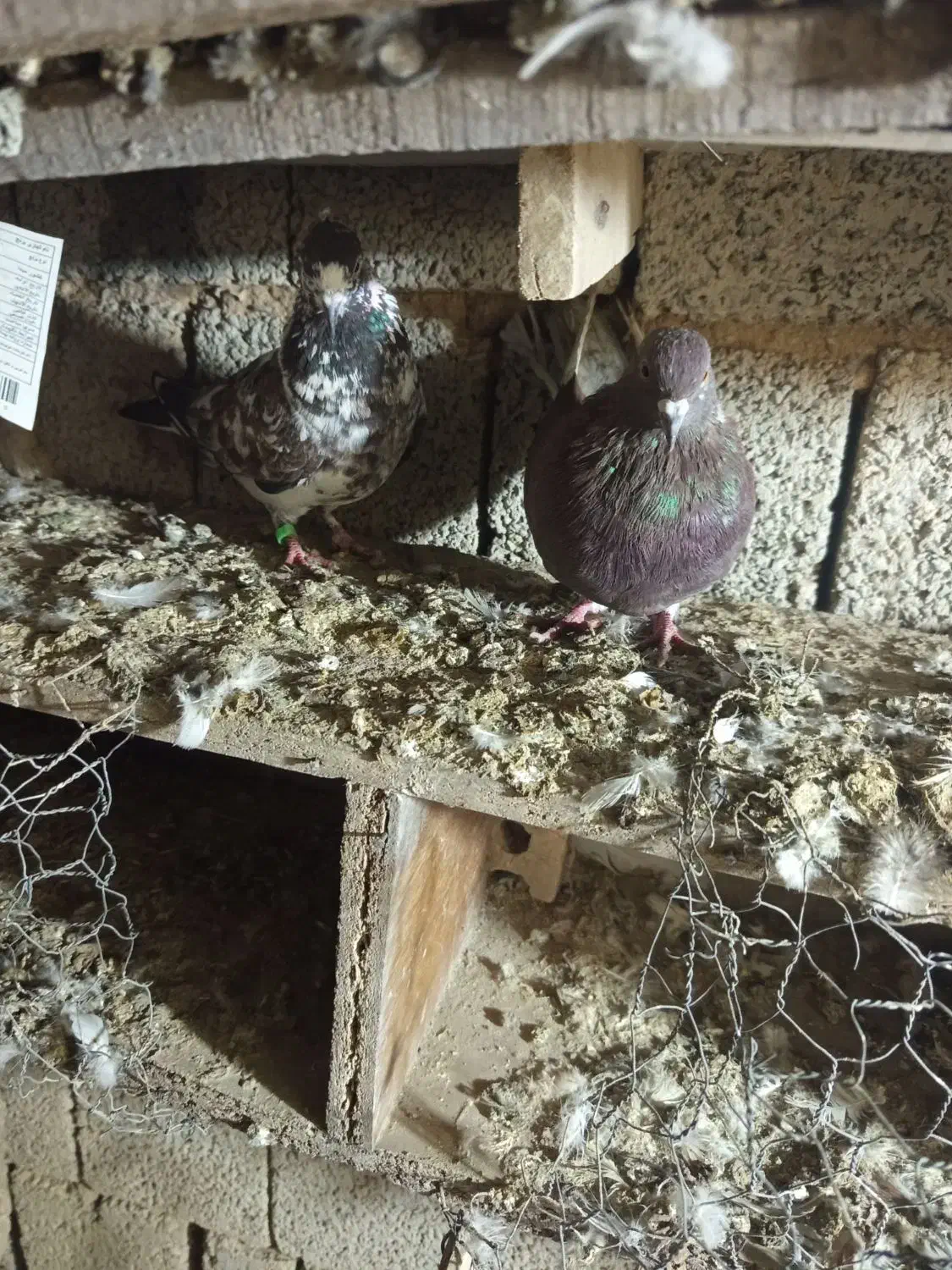 کبوتر|پرنده|سیلوانه, |دیوار