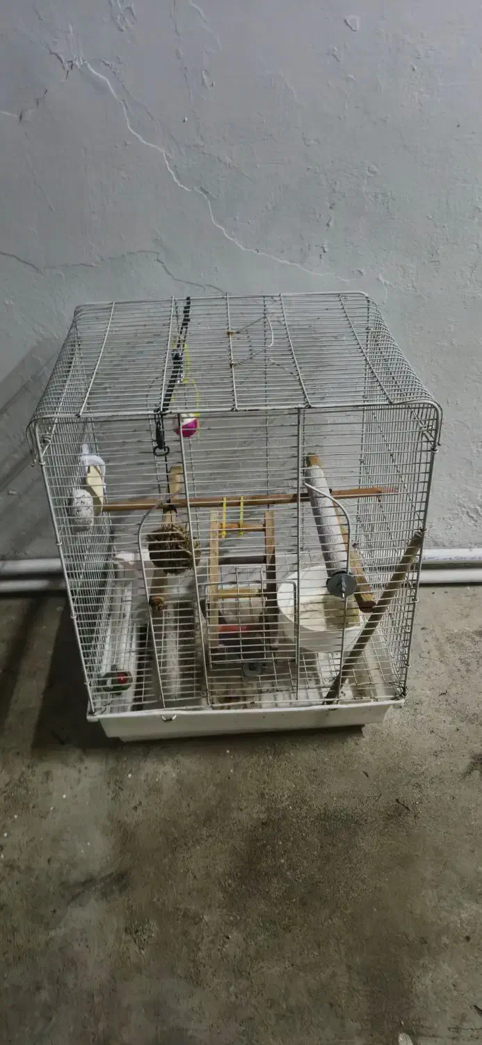 قفس پرنده|لوازم جانبی حیوانات|بندر انزلی, آخرخط|دیوار