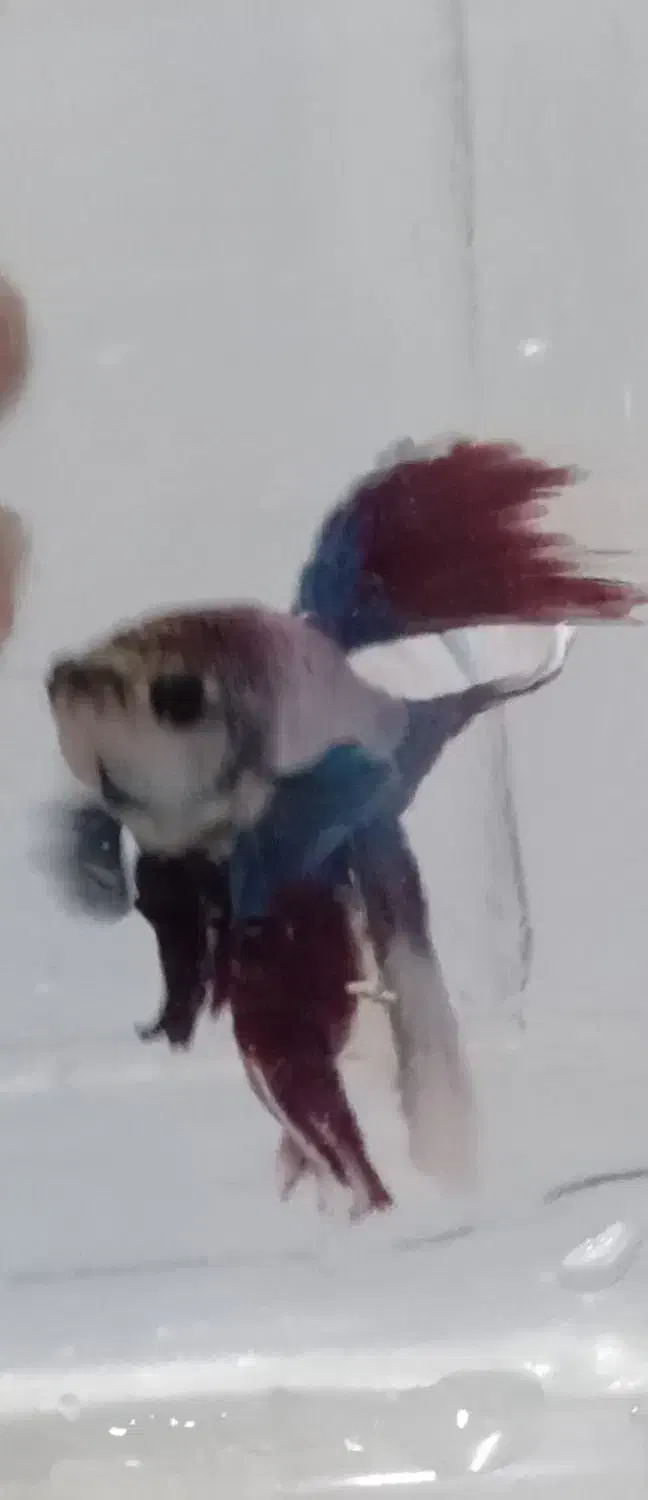 ماهی فایتر|ماهی|رشت, معلم|دیوار