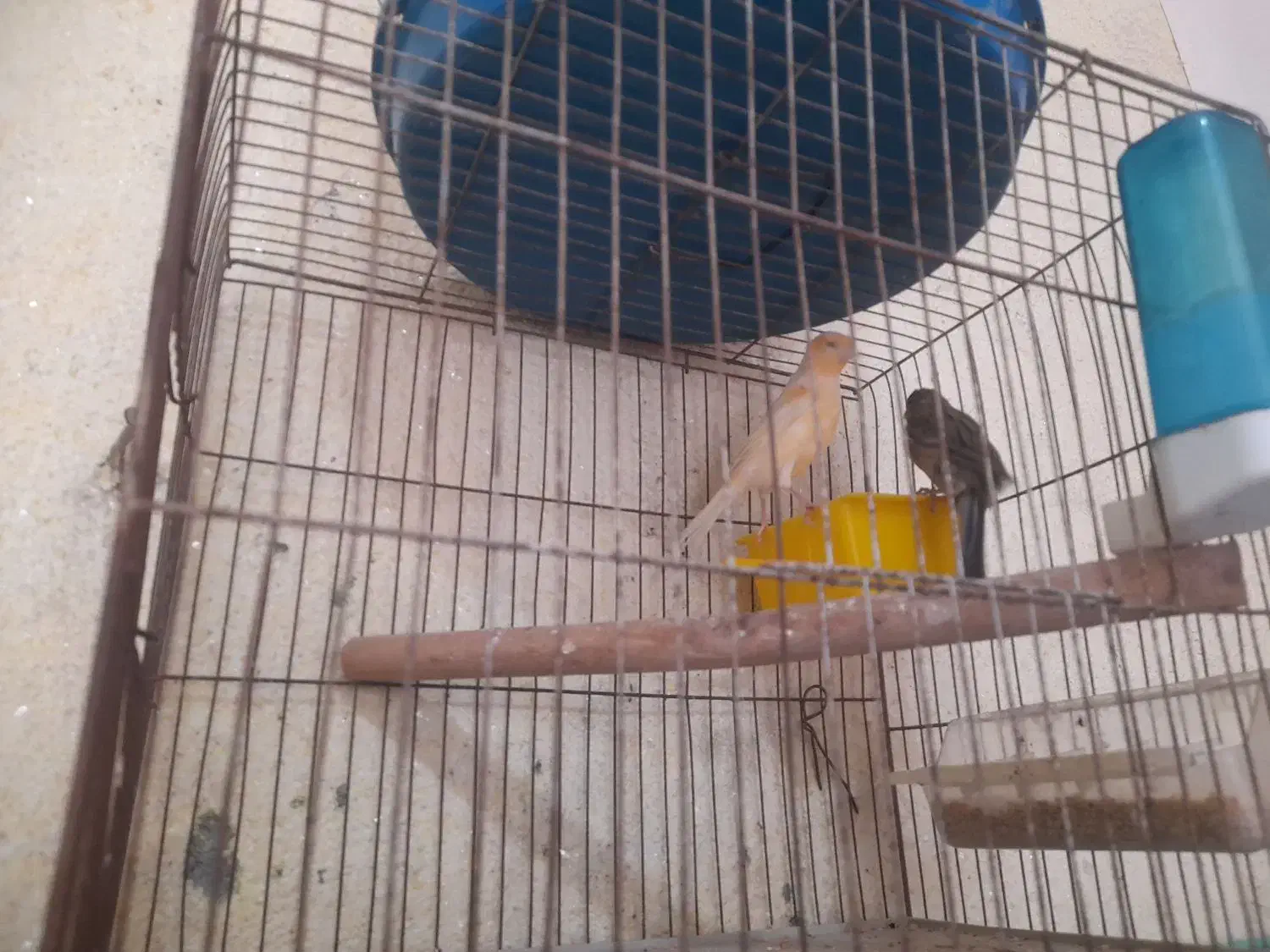 قناری|پرنده|میناب, |دیوار