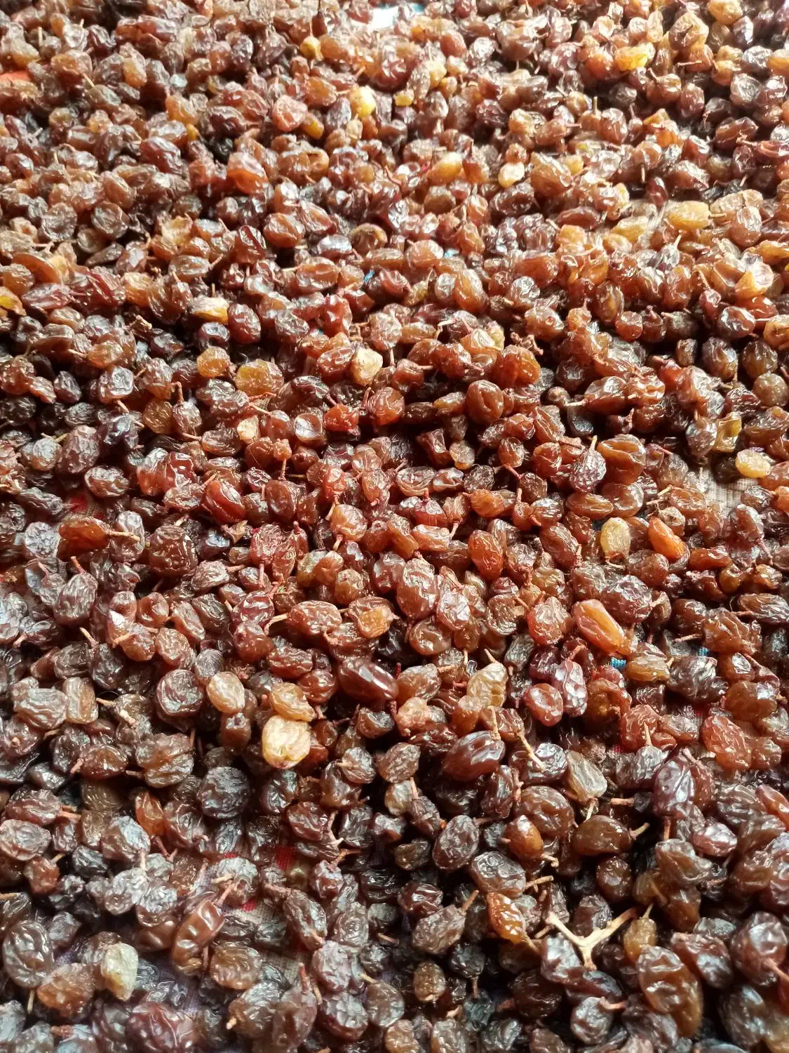 کشمش آفتابی محصول باغ خودمونه|خوردنی و آشامیدنی|قزوین, |دیوار