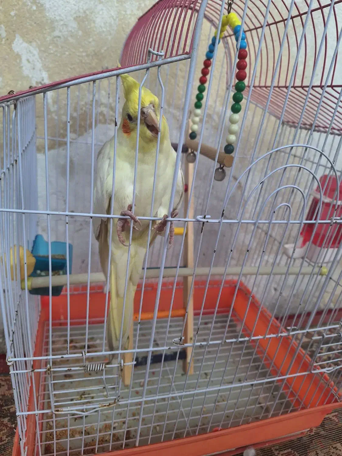 طوطی نر|پرنده|شوشتر, |دیوار