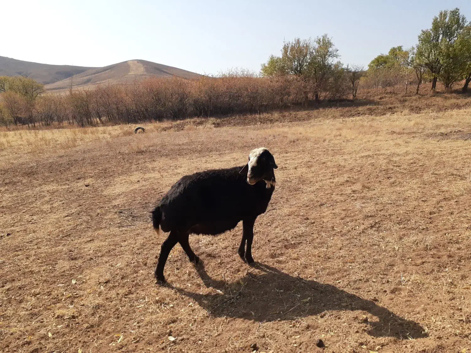 افشاری|حیوانات مزرعه|بروجرد, |دیوار