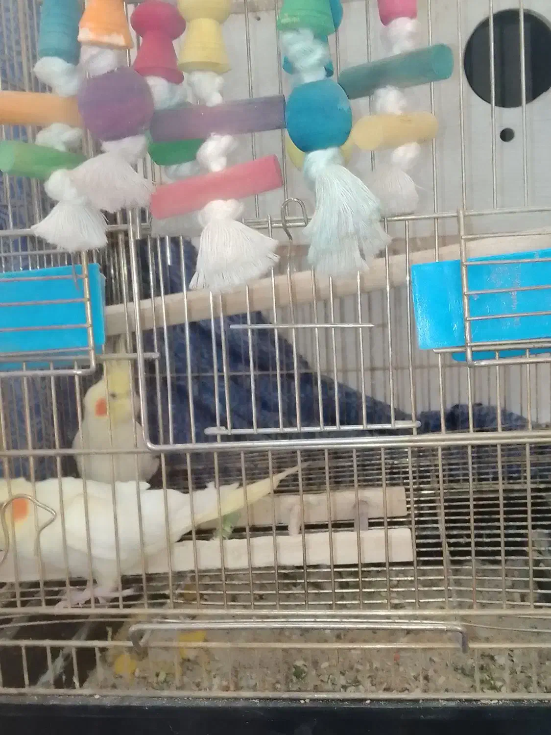 عروس هلندی با ۷ تا تخم عروس هلندی و مرغ عشق با قفس|پرنده|فیروزکوه, |دیوار