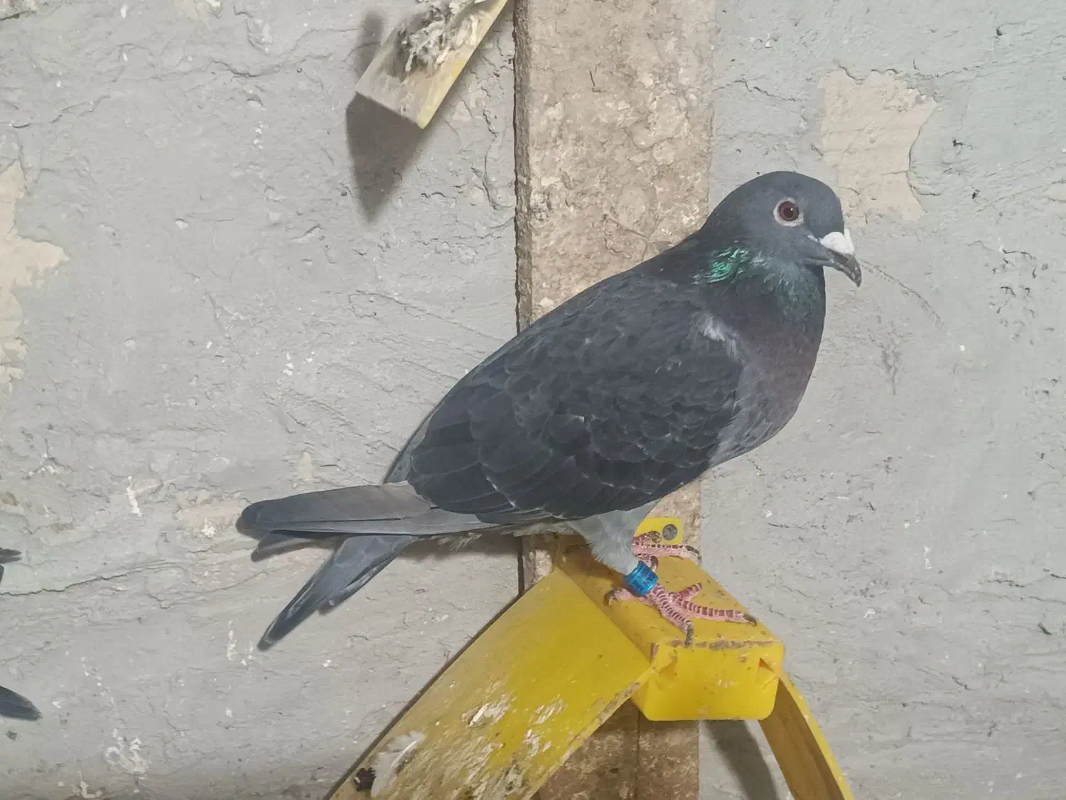 ماده ونروی|پرنده|اردبیل, |دیوار